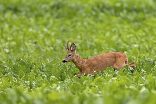 An old roebuck (Capreolus capreolus) purposefully follows the whistling of a doe ready to mate, leaf time, rut, roe rut, summer coat, Germany