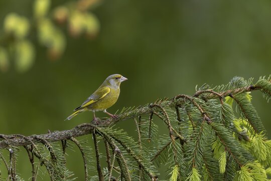 The greenfinch (Chloris chloris) looks very dainty for a finch, the strong beak in comparison to the body is the most striking indication of family affiliation, breeding season, Germany