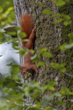 Squirrel (Sciurus vulgaris) collecting moss for its burrow, padding material, winter supplies, approaching winter, October, Germany