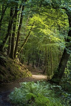 A forest path in a forest with various deciduous trees, a chestnut tree on the right, a fern in the foreground. Small Odenwald, Rhine-Neckar district, Baden-W&uuml;rttemberg, Germany