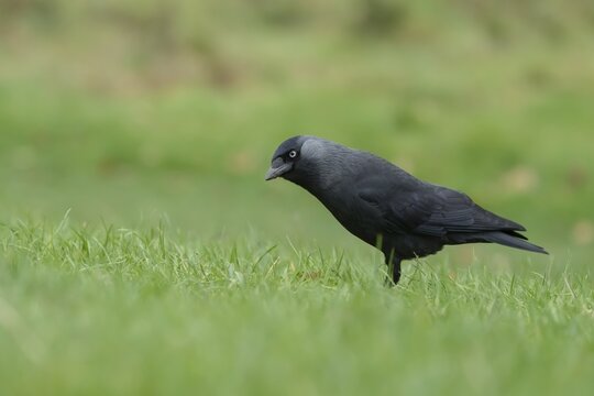 Eurasian jackdaw (Corvus monedula) adult bird on a grass lawn, England, United Kingdom