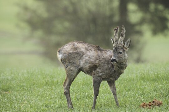 European roe deer (Capreolus capreolus) buck with shaggy winter coat and long, barely covered bast spikes at the hide, bast bursts open, sweeping begins, Allg&auml;u, Bavaria, Germany