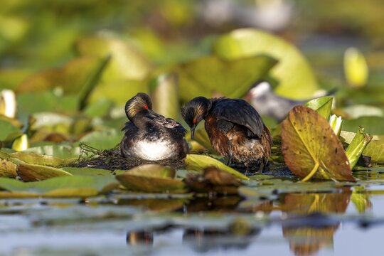 Black-necked Grebe (Podiceps nigricollis) at the nest with young, Danube Delta, Romania