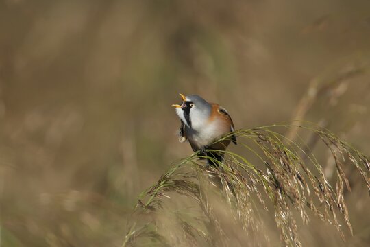 Bearded tit or reedling (Panurus biarmicus) adult male bird preening on a Common reed seedhead, RSPB Strumpshaw fen nature reserve, Norfolk, England, United Kingdom