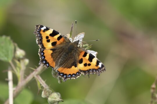 Small tortoiseshell butterfly (Aglais urticae) adult insect feeding on bramble flowers in summer, England, United Kingdom