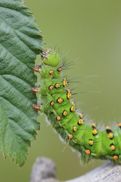 Caterpillar of a night peacock (Saturnia) feeding on leaf, Goldenstedter Moor, Oldenburger M&uuml;nsterland, Lower Saxony, Germany