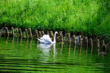 Elegant white swan glides gracefully on a vibrant green lake surrounded by lush foliage © MARIA – Nature