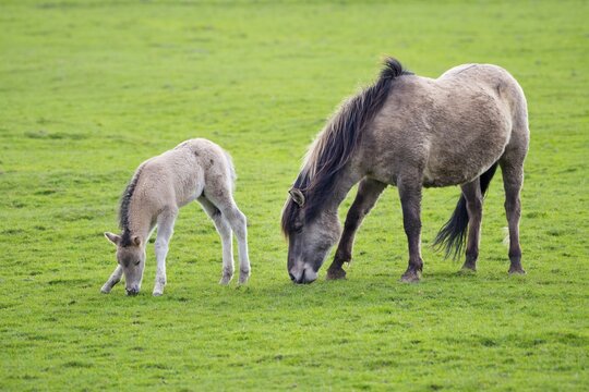 Tarpan (Equus ferus gmelini, Equus gmelini), breeding back, mare and foal on pasture, captive, Germany