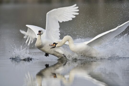 Mute swans (Cygnus olor) fighting, North Rhine-Westphalia, Germany