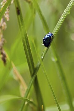 Imported Willow Leaf Beetle (Plagiodera versicolora), Riedener See, Lechtal, Tyrol, Austria, Europe