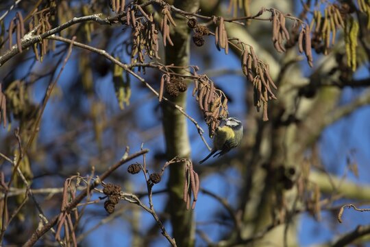 Blue tit (Cyanistes caeruleus) adult garden bird feeding on Alder tree catkins in winter, Suffolk, England, United Kingdom