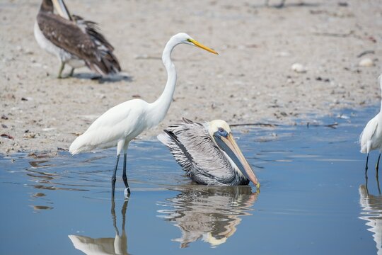 Brown pelican (Pelecanus occidentalis) and Great white egret (Ardea alba) catching fish, Sanibel Island, J.N. Ding Darling National Wildlife Refuge, Florida, USA