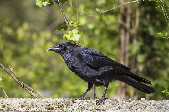 Raven crow (Corvus corone corone), carrion crow, Bavaria, Germany