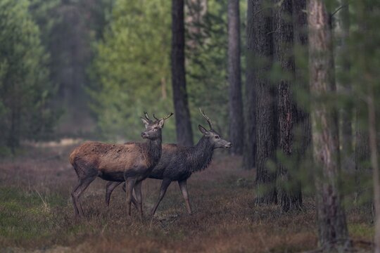 Some red deer (Cervus elaphus) seem nervous, probably they had wolf contact (Canis lupus) with a large herd of 12 animals, I know that exactly because I met the herd 15 minutes in front of, wolf contact, shedding time, antler loss, March, Germany