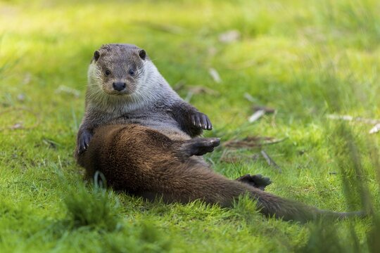 An otter sits on the meadow and looks directly into the camera, European otter (Lutra lutra), Germany