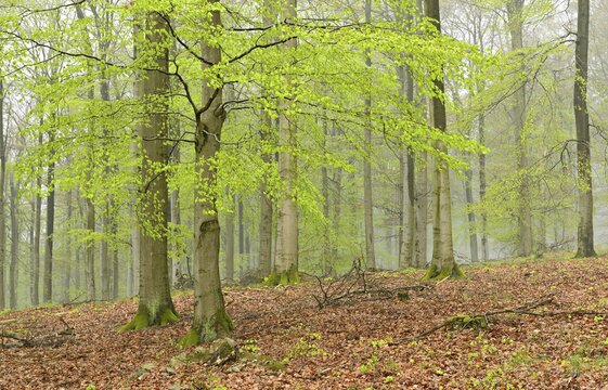 Beech forest with mist in early spring, first fresh green foliage, Kellerwald-Edersee National Park, UNESCO World Natural Heritage Site Primeval Beech Forests and Ancient Beech Forests of the Carpathians and other regions of Europe, Hesse, Germany