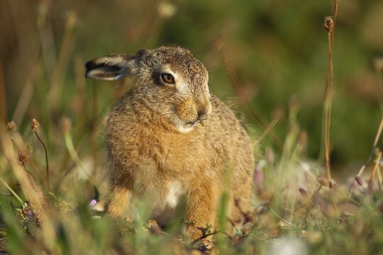 European brown hare (Lepus europaeus) juvenile baby leveret animal feeding in grassland in summer, England, United Kingdom