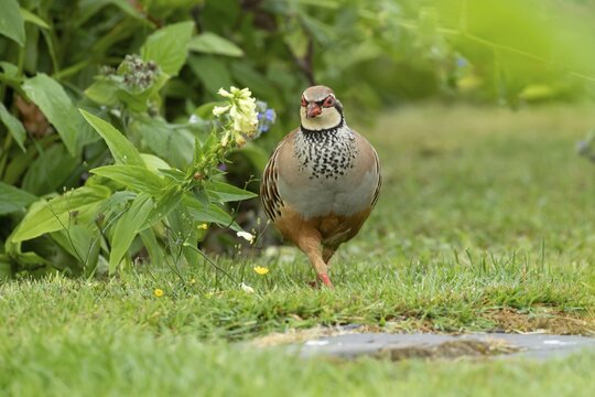 Red legged or French partridge (Alectoris rufa) adult game bird in a garden in summer, England, United Kingdom