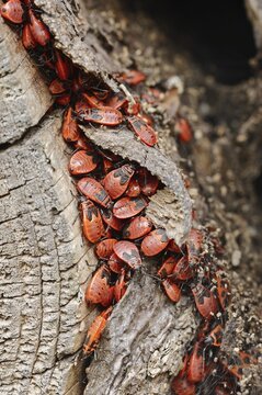 Firebug (Pyrrhocoris apterus), North Rhine-Westphalia, Germany