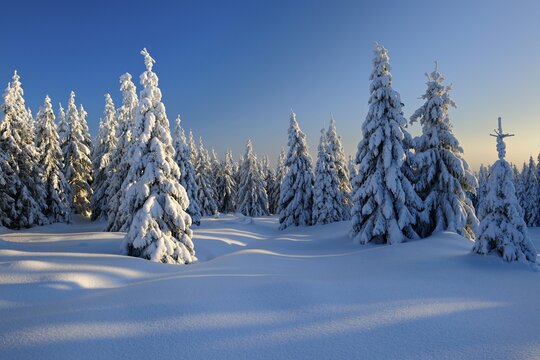 Snow-covered winter landscape, snow-covered spruces in the evening light, Harz National Park, Saxony-Anhalt, Germany