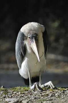 Marabou Stork (Leptoptilos crumeniferus), in a crouched position, Hellabrunn Zoo, Munich, Upper Bavaria, Bavaria, Germany, Europe