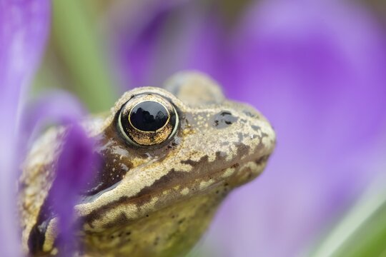 Common frog (Rana temporaria) adult amphibian amongst garden purple crocus flowers in spring, England, United Kingdom