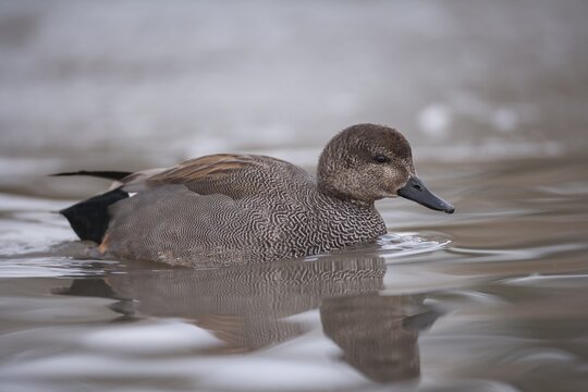 Gadwall (Mareca strepera) adult duck on a lake, Surrey, England, United Kingdom
