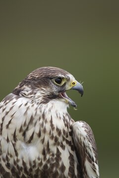 Saker falcon (Falco cherrug) adult bird head portrait, England, United Kingdom - Captive