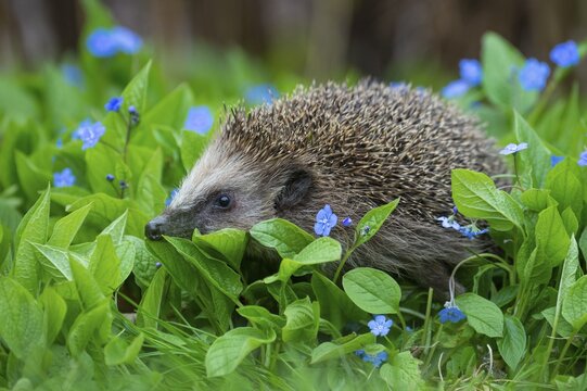 Cute hedgehog, brown-breasted hedgehog (Erinaceus europaeus) in the garden, Vechta, Lower Saxony, Germany