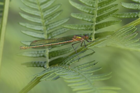 Emerald damselfly (Lestes sponsa) adult female insect resting on a Bracken leaf, Suffolk, England, United Kingdom