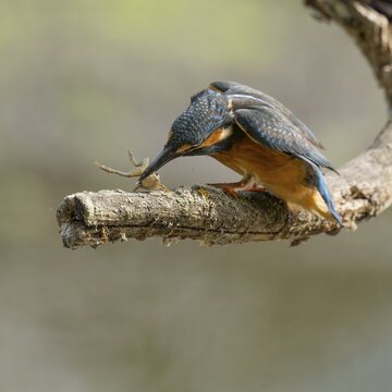Kingfisher (Alcedo atthis) sitting on a branch, perch, beats captured prey frog (Rana) to death, Lower Saxony, Germany