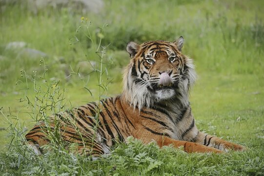 Sumatran tiger (Panthera tigris sumatrae), male, captive, occurring on Sumatra, Indonesia