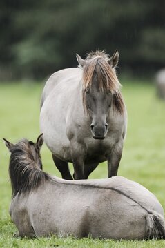 D&uuml;lmener Wildpferde, Merfelder Bruch, D&uuml;lmen, North Rhine-Westphalia, Germany