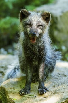 A happy fox sits on a stone and seems to smile, surrounded by green forest nature, Arctic fox, Arctic fox, (Alopex lagopus) Germany