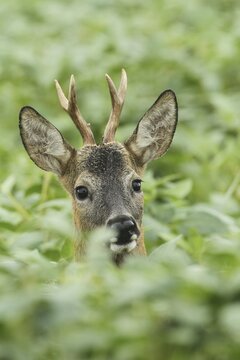 European roe deer (Capreolus capreolus) buck portrait, secured in soybean field, Lower Austria, Austria