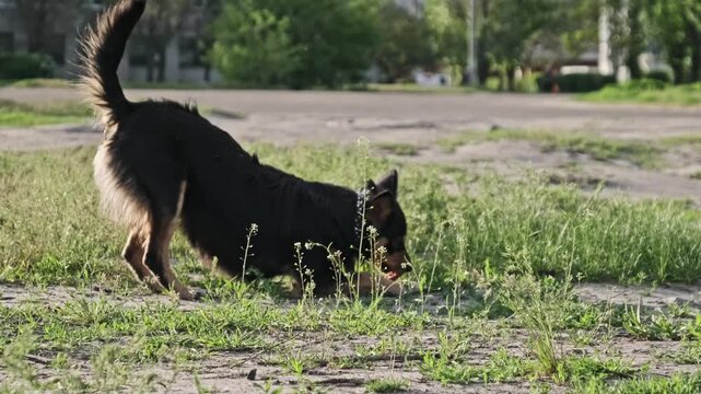 A black and tan stray mixed breed dog sniffs the ground and playfully rolls its neck in the dirt and grass of an urban park area. Concept of animal behavior, stray life, and canine instincts