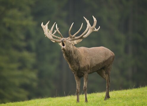 Red Deer (Cervus elaphus), roaring during the rut, captive, Lower Saxony, Germany