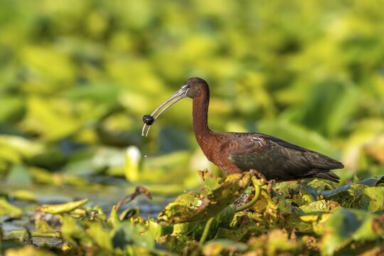 Brown sickle (Plagadis falcinellus), laterally on pond roses, with fluke in beak, Danube Delta, Romania