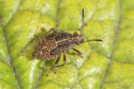 True Bug (Rhopalus subrufus), larva, Baden-W&uuml;rttemberg, Germany
