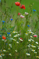 Czerwone maki polne na zielonej łące latem, widok z bliska."Wildflower meadow with red poppies and blue cornflowers in summer  © Przemysław.S