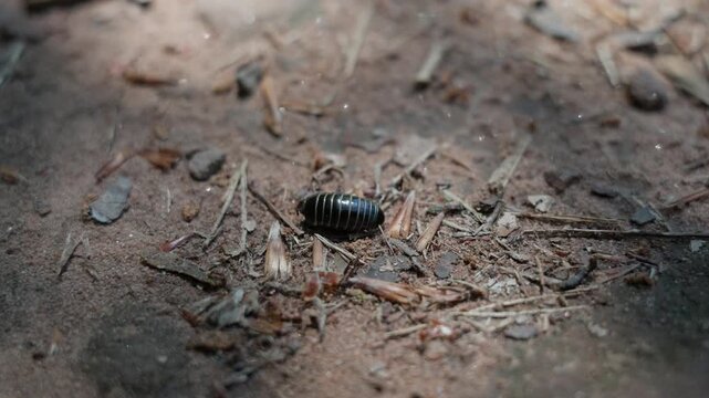 A Close-Up of a Pill Bug Slowly Crawling on the Forest Floor Under Dappled Sunlight