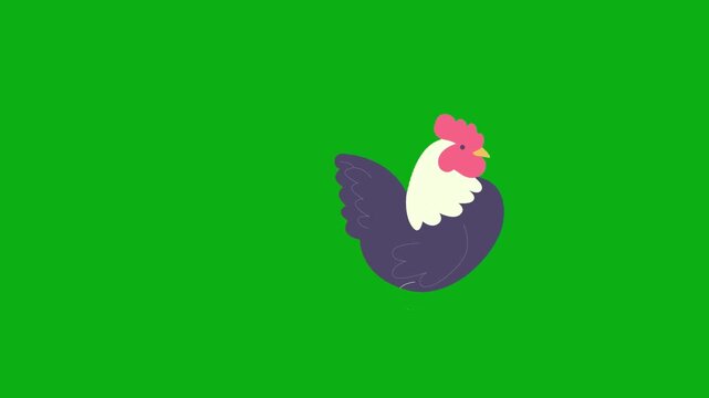 rooster chicken farm poultry bird feathers cockerel premium stock media clip for professional video editing projects. this high-end visual element is perfectly optimized