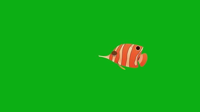 fish orange striped tropical aquarium marine swim premium stock media clip for professional video editing projects. this high-end visual element is perfectly optimized