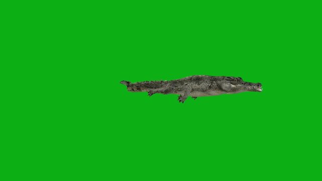 crocodile alligator reptile predator swamp river scales premium stock media clip for professional video editing projects. this high-end visual element is perfectly optimized