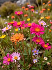 Fototapeta premium Vibrant wildflowers growing in the Tasmanian wilderness, landscape, natural