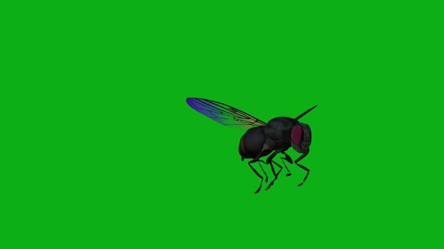 fly insect bug wings pest nature buzz flight premium stock media clip for professional video editing projects. this high-end visual element is perfectly optimized for educational