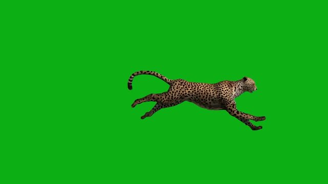 cheetah leopard predator safari feline speed spot fur premium stock media clip for professional video editing projects. this high-end visual element is perfectly optimized