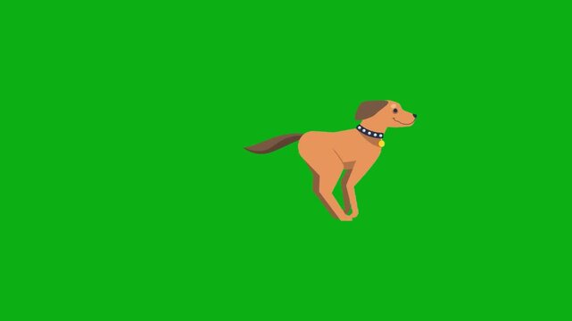 dog puppy pet canine domestic loyal fur tail bark premium stock media clip for professional video editing projects. this high-end visual element is perfectly optimized