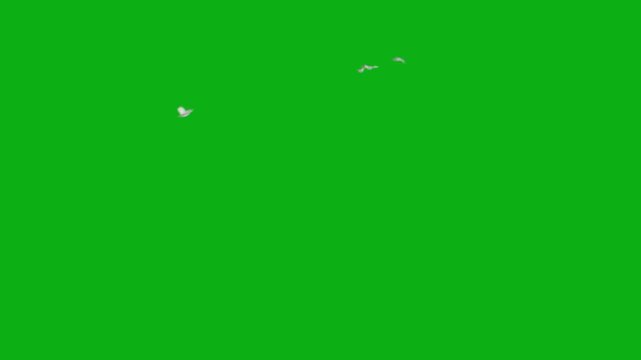 birds flock flying sky wings avian nature group freedom premium stock media clip for professional video editing projects. this high-end visual element is perfectly optimized