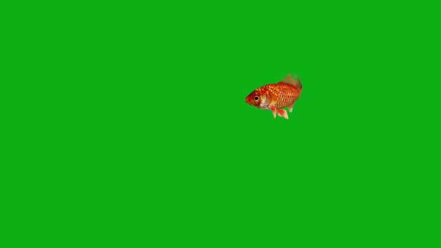 goldfish aquarium fish marine aquatic swim orange scales water premium stock media clip for professional video editing projects. this high-end visual element is perfectly
